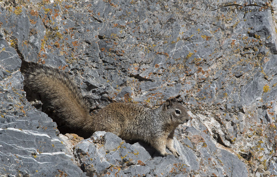 Rock Squirrel on lichen covered rocks, Mercur Canyon, Tooele County, Utah