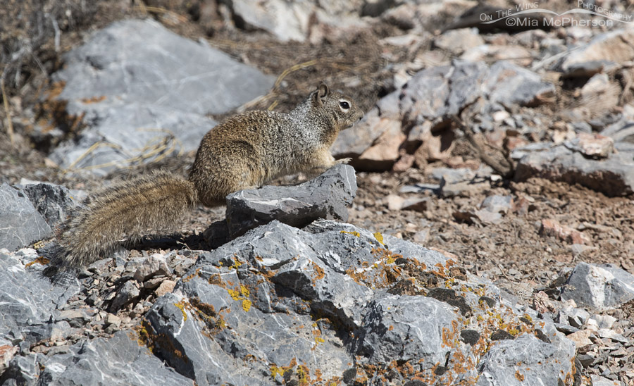 Adult Rock Squirrel in Mercur Canyon, Tooele County, Utah