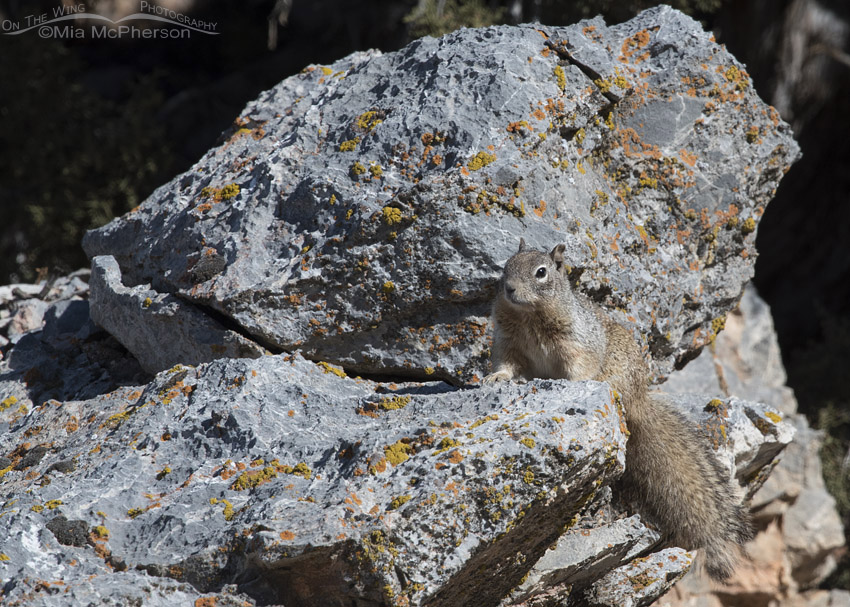 Rock Squirrel on a large boulder, Mercur Canyon, Tooele County, Utah