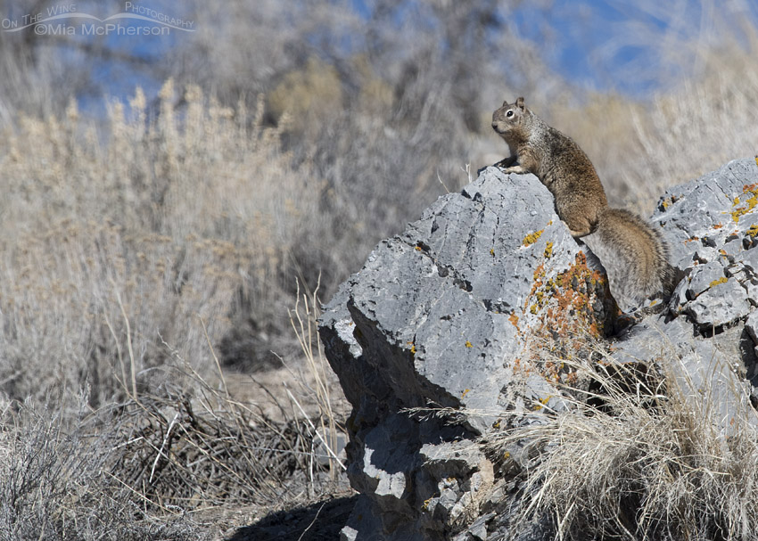 Rock Squirrel up a hill on a lichen covered boulder, Mercur Canyon, Tooele County, Utah