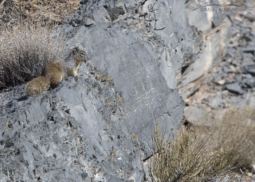 Rock Squirrel on rocks in Mercur Canyon, Tooele County, Utah