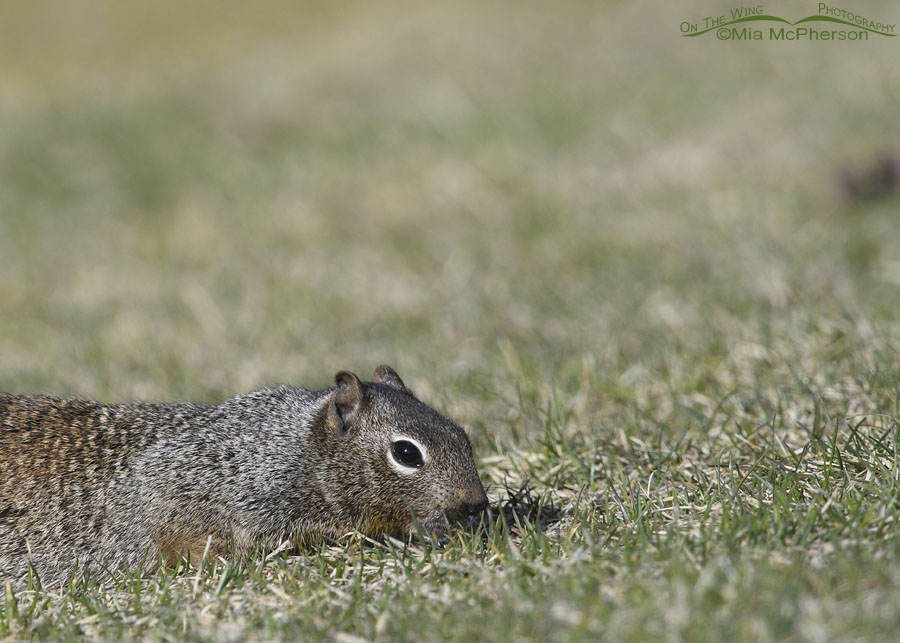 Rock Squirrel in a urban park in Salt Lake County, Utah