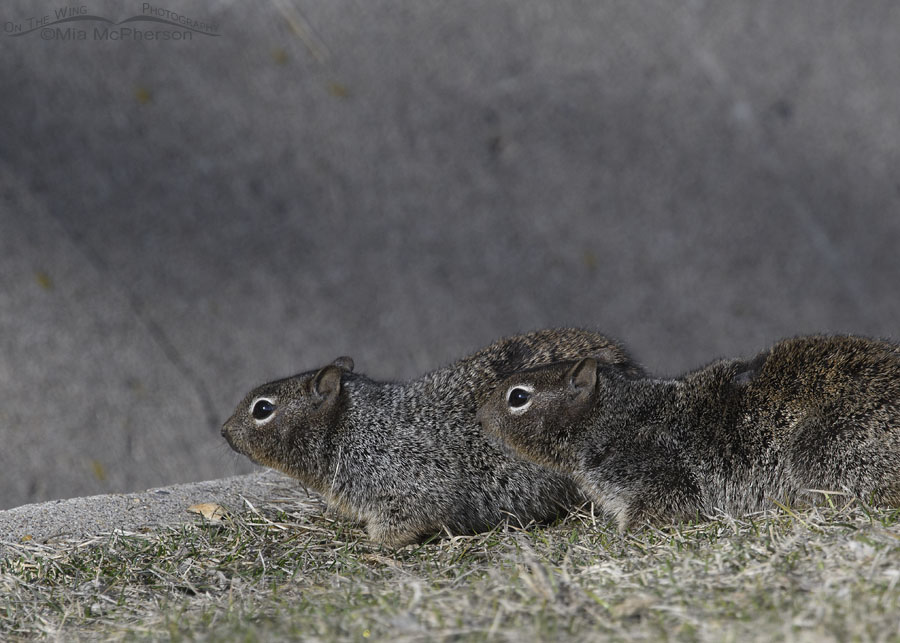 Pair of Rock Squirrels in Salt Lake County, Utah