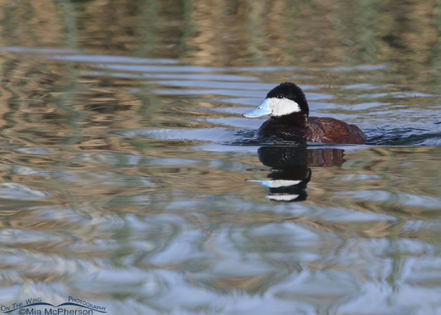 Spring drake Ruddy Duck swimming in an urban pond, Salt Lake County, Utah