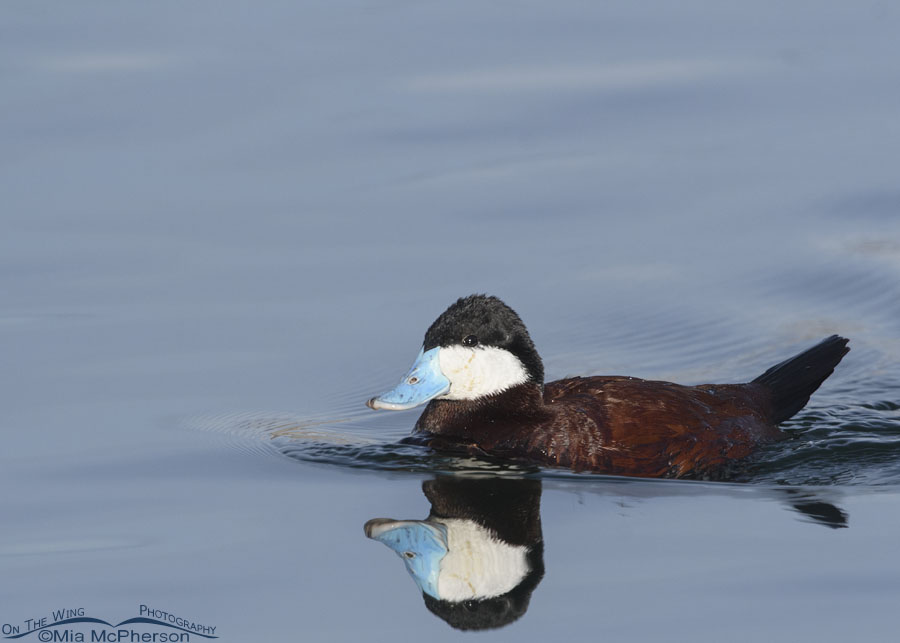 Male Ruddy Duck showing his stiff tail, Salt Lake County, Utah
