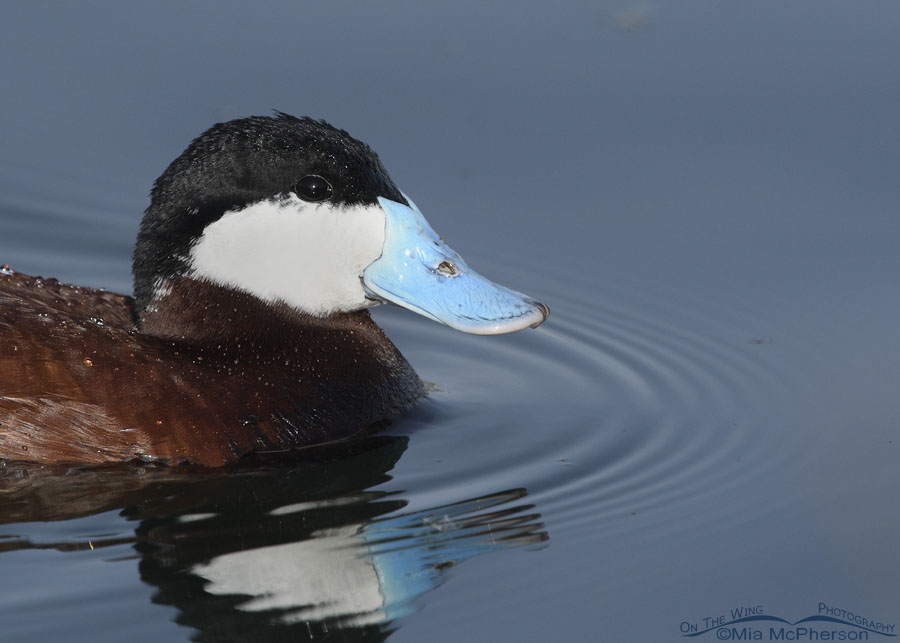 Spring drake Ruddy Duck portrait, Salt Lake County, Utah