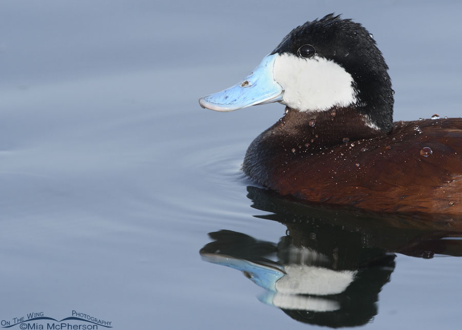 Male Ruddy Duck portrait in spring, Salt Lake County, Utah