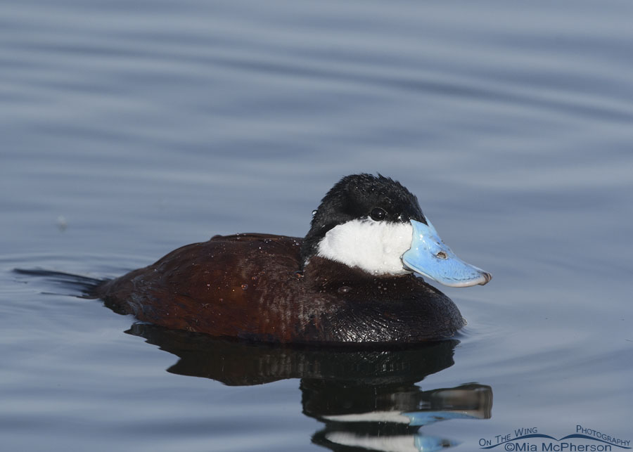 Spring drake Ruddy Duck up close, Salt Lake County, Utah