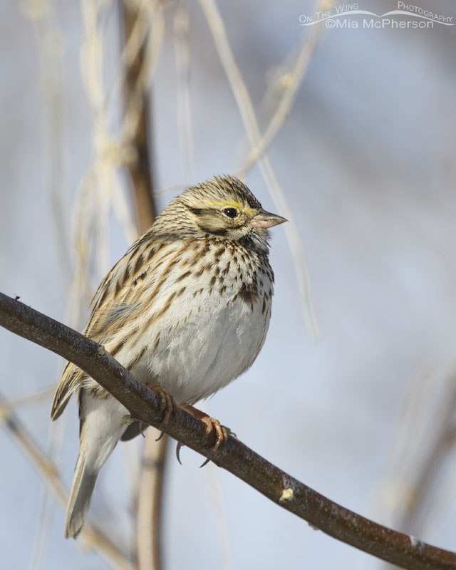Savannah Sparrow in urban habitat, Salt Lake County, Utah