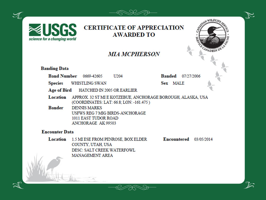 Tundra Swan U204 Certificate