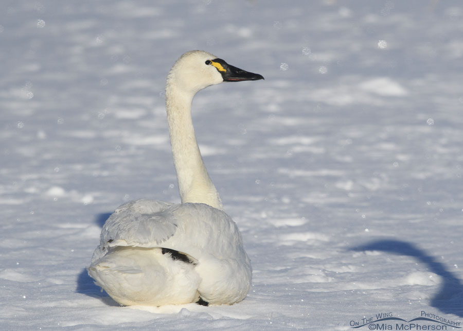Tundra Swan relaxing on snow covered ice, Bear River Migratory Bird Refuge, Box Elder County, Utah