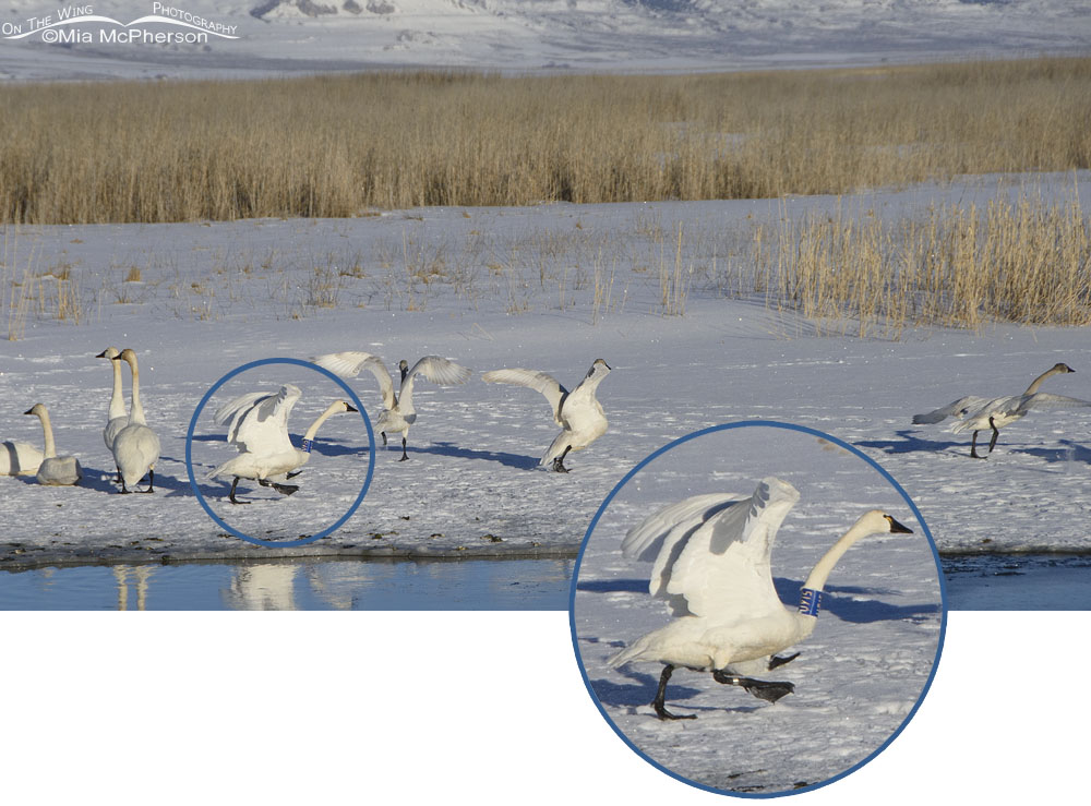 Tundra Swan with U915 collar, Bear River Migratory Bird Refuge, Box Elder County, Utah