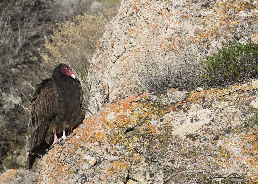 First of season Turkey Vulture on a lichen covered rock, Box Elder County, Utah