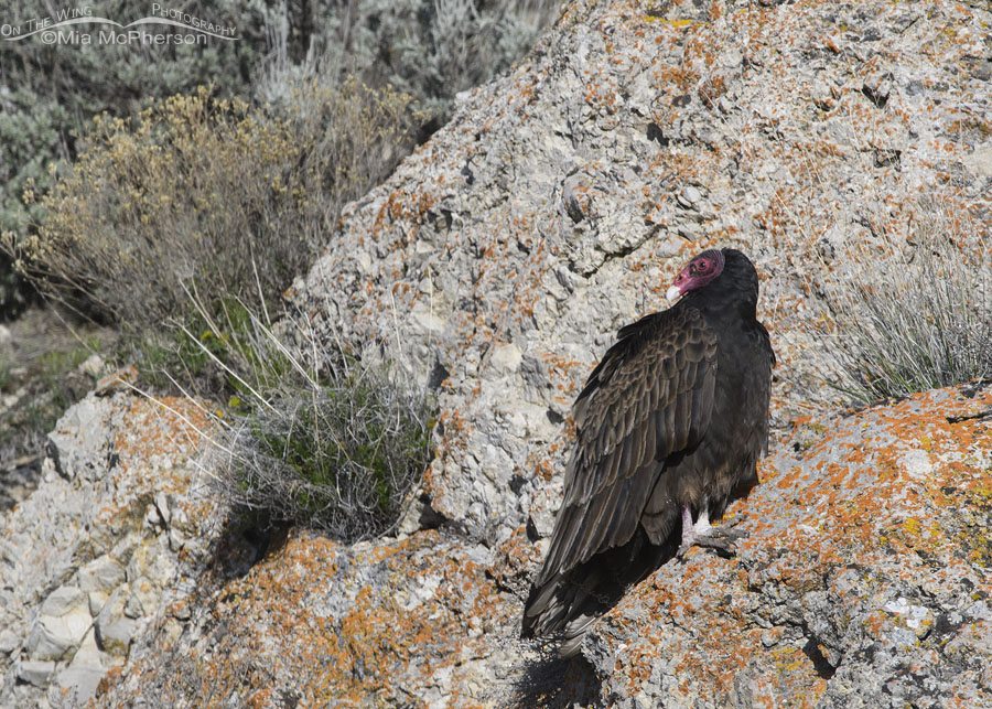 First of season Turkey Vulture in Box Elder County, Utah