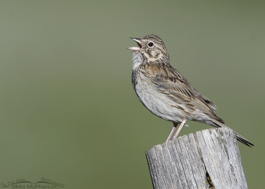 Singing Vesper Sparrow adult, Wasatch Mountains, Summit County, Utah