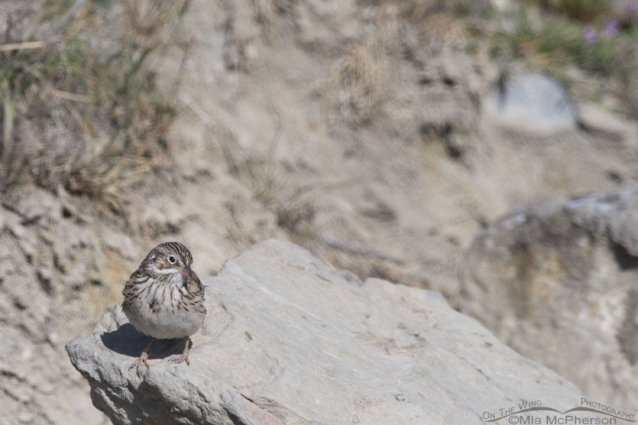 Spring Vesper Sparrow on a rock, Box Elder County, Utah