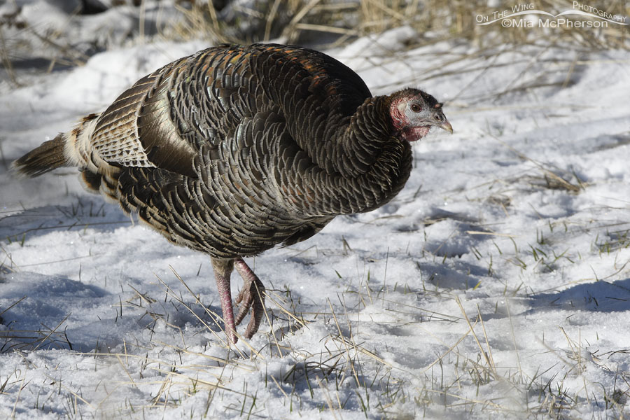 Wild Turkey hen in spring snow, West Desert, Tooele County, Utah
