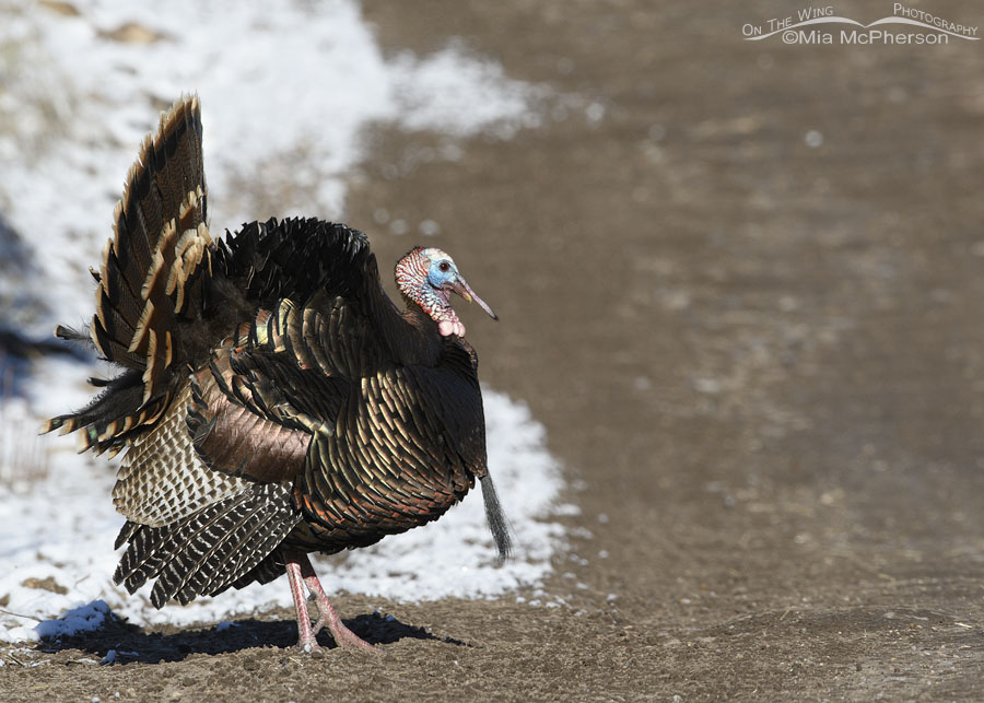 Displaying Wild Turkey tom in spring snow, West Desert, Tooele County, Utah