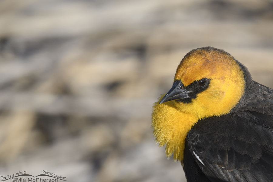 Pondside male Yellow-headed Blackbird close up, Salt Lake County, Utah