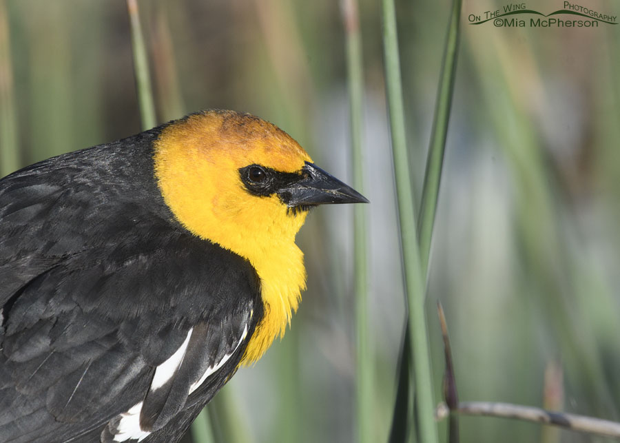 Urban male Yellow-headed Blackbird portrait, Salt Lake County, Utah