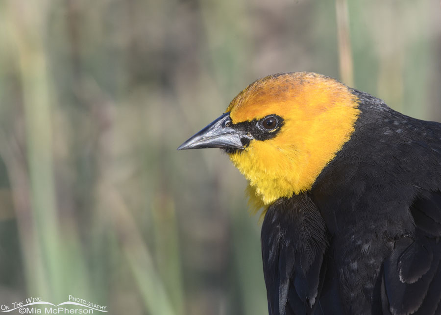 Urban male Yellow-headed Blackbird up close, Salt Lake County, Utah