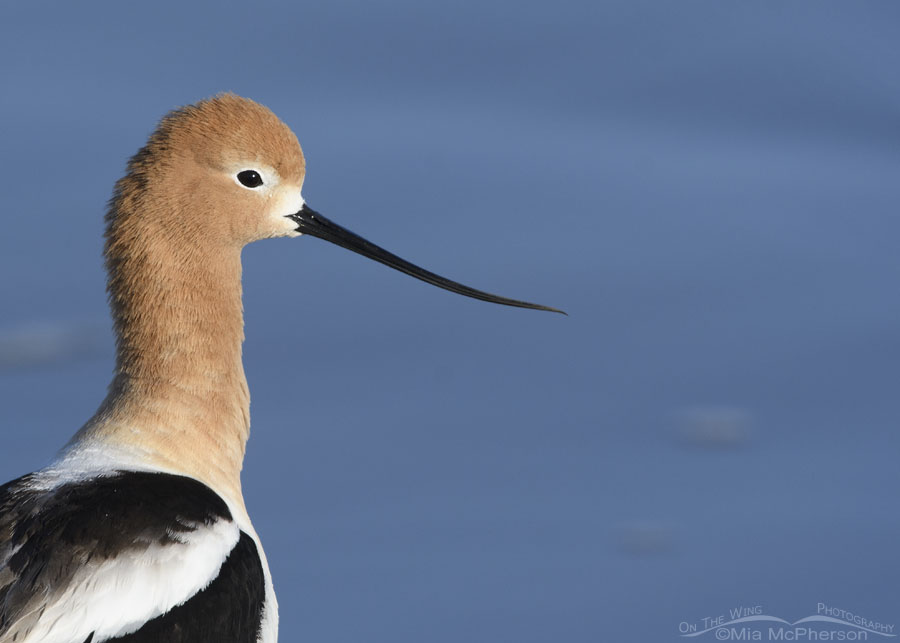 Springtime American Avocet portrait, Bear River Migratory Bird Refuge, Box Elder County, Utah