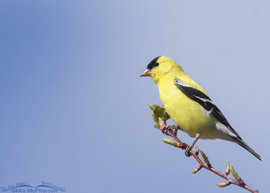 Male American Goldfinch in spring, Wasatch Mountains, Morgan County, Utah