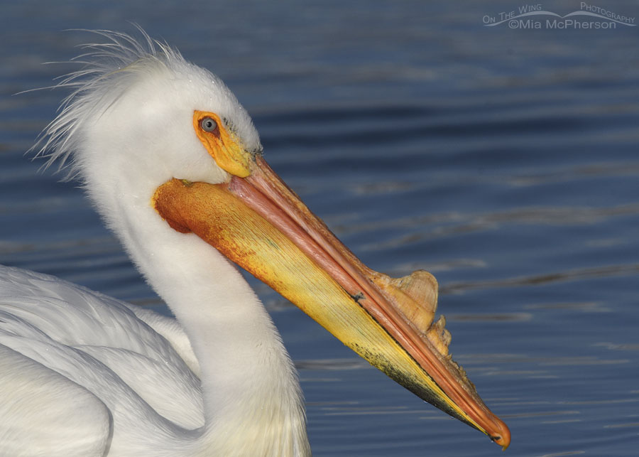 American White Pelican portrait with a split horn, Salt Lake County, Utah
