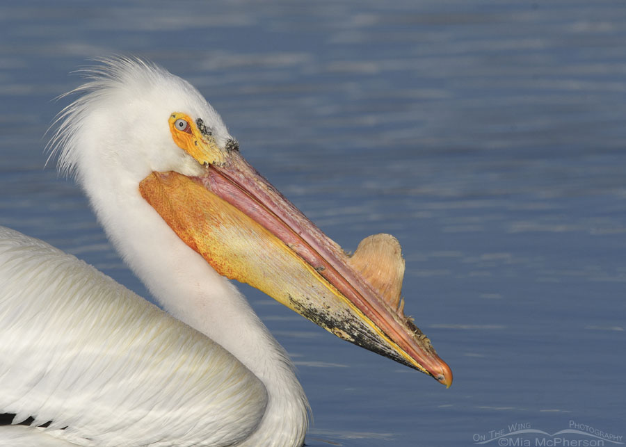 Adult American White Pelican portrait at a local pond, Salt Lake County, Utah