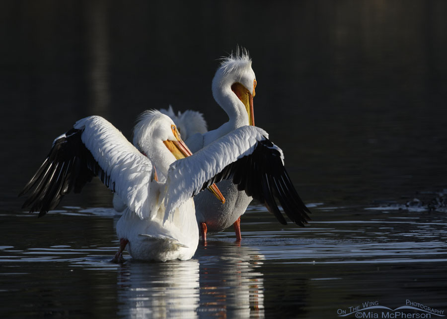 American White Pelicans with light and shadows, Salt Lake County, Utah