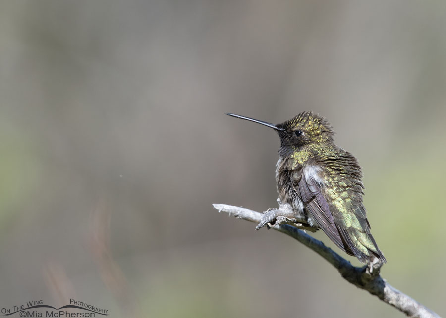 Fluffed up male Black-chinned Hummingbird in the mountains, Wasatch Mountains, Morgan County, Utah