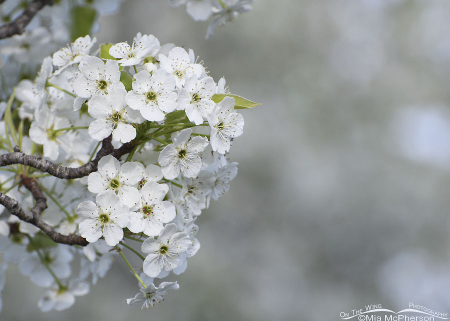 Bradford Pear blossoms, Salt Lake County, Utah