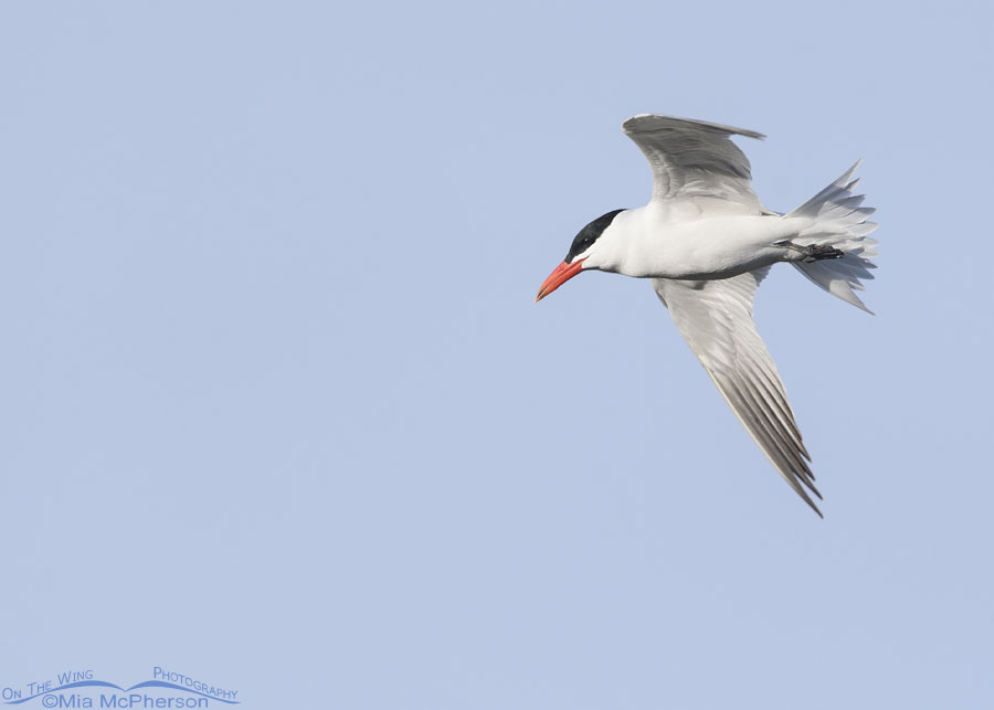 Caspian Tern flying over an urban pond, Salt Lake County, Utah