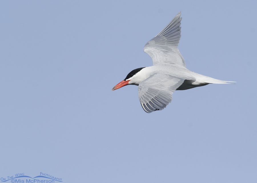 Spring Caspian Tern in flight, Salt Lake County, Utah
