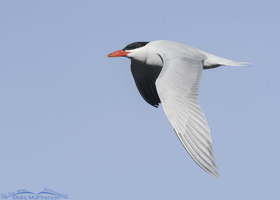 Nearly eye level with a flying Caspian Tern, Salt Lake County, Utah