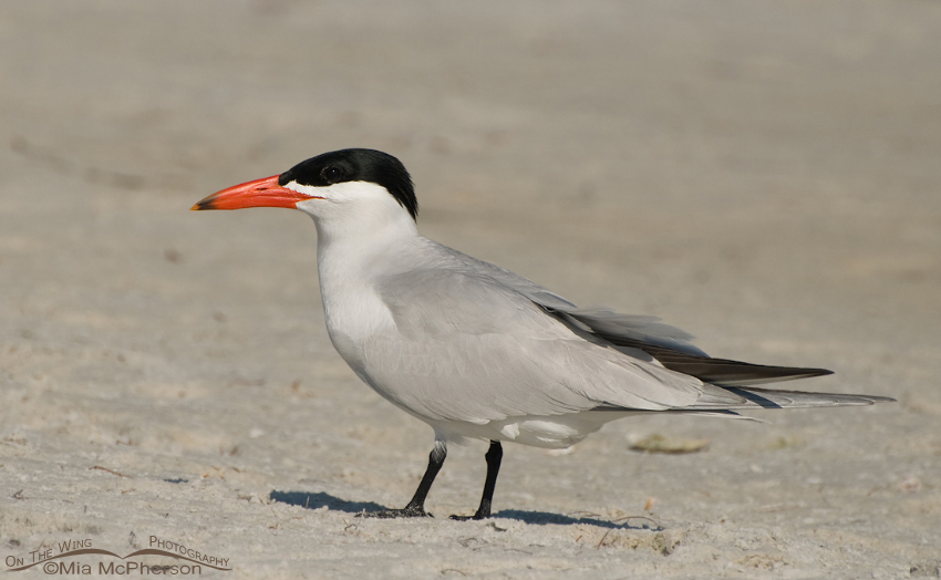 Caspian Tern on a mudflat at the north beach of Fort De Soto County Park, Pinellas County, Florida