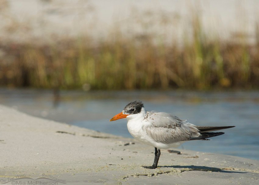 Immature Caspian Tern, Fort De Soto County Park, Pinellas County, Florida