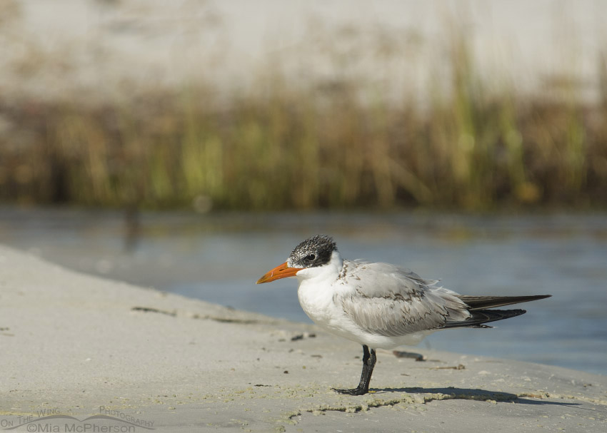 Immature Caspian Tern, Fort De Soto County Park, Pinellas County, Florida