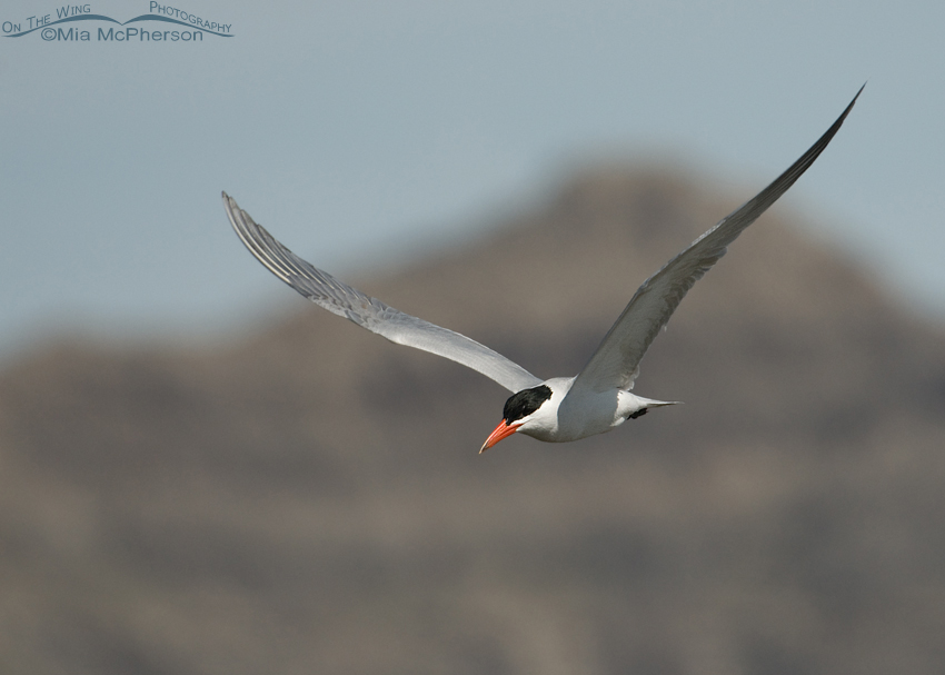 Caspian Tern in flight at Fish Springs National Wildlife Refuge, Juab County, Utah