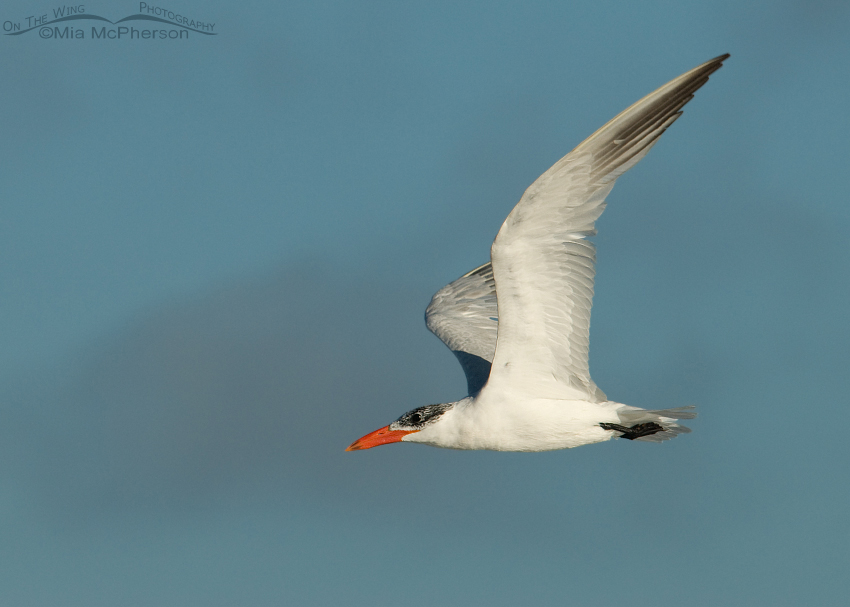 Caspian Tern in flight, Fort De Soto County Park, Pinellas County, Florida
