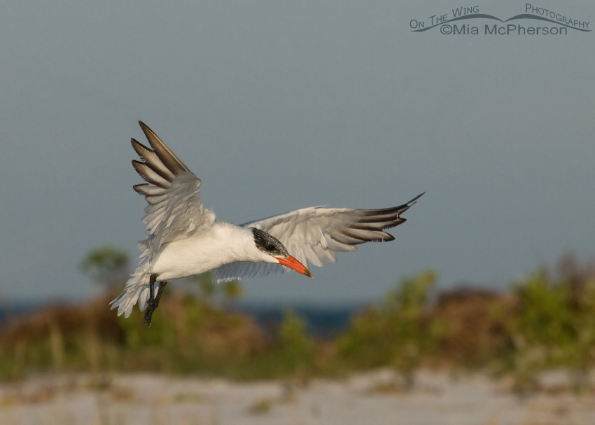 Caspian Tern in flight next to the Gulf, Fort De Soto County Park, Pinellas County, Florida