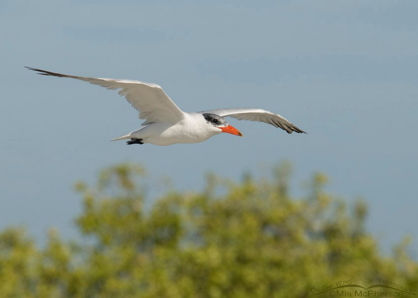 Nonbreeding Caspian Tern in flight at Fort De Soto County Park, Pinellas County, Florida