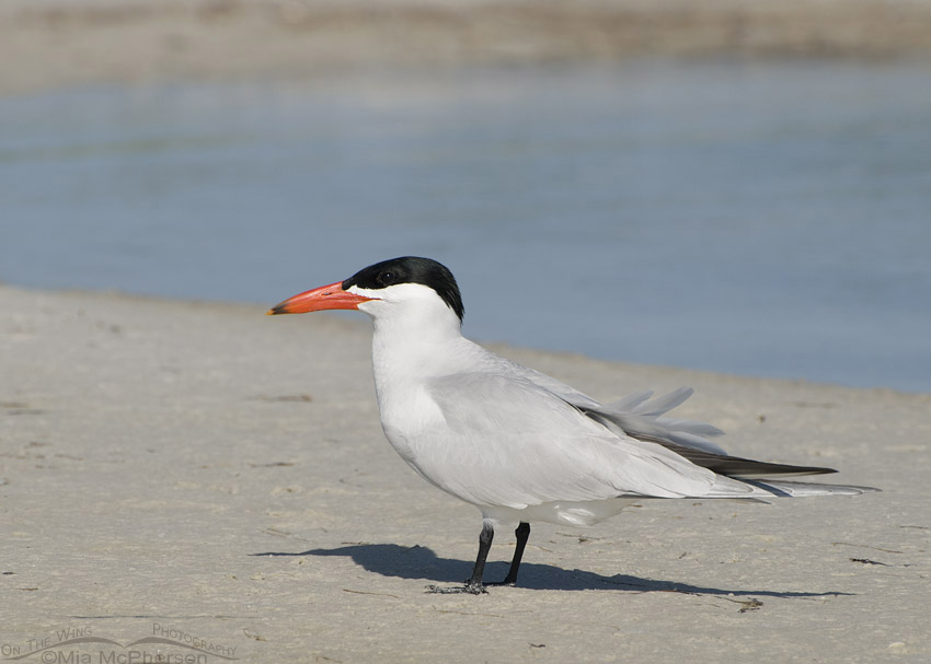 Caspian Tern on the shore at Fort De Soto County Park, Pinellas County, Florida