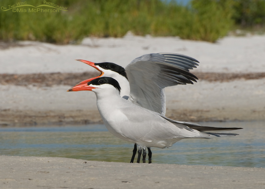 Pair of Caspian Terns in breeding plumage at the north beach of Fort De Soto County Park, Pinellas County, Florida