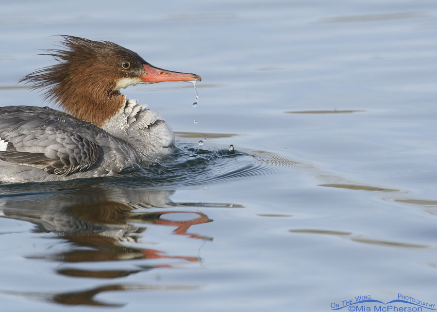 Common Merganser portrait with water droplets and a bow wave, Salt Lake County, Utah