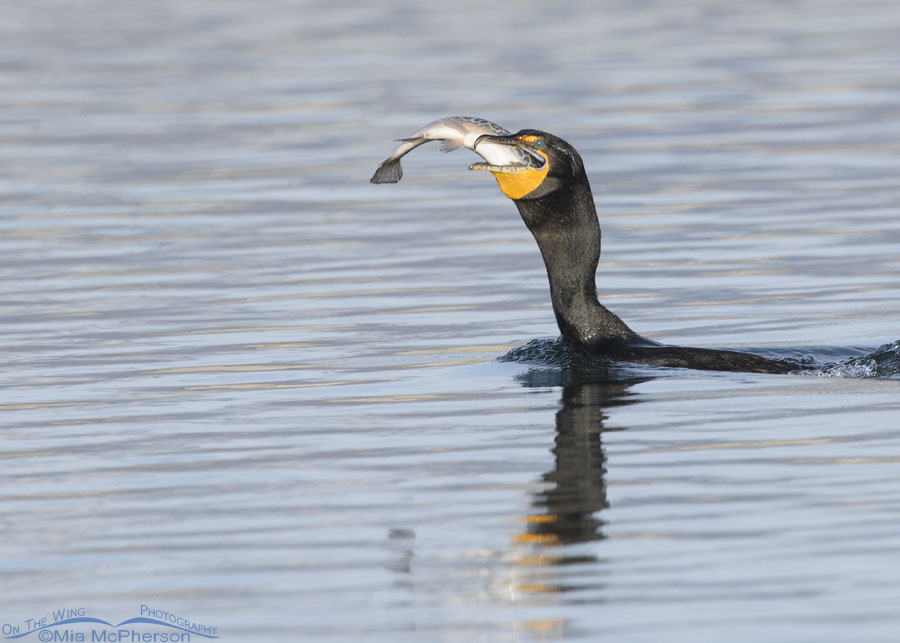 Double-crested Cormorant swallowing a Tiger Trout, Salt Lake County, Utah