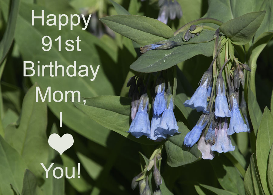 Happy 91st Birthday Mom, Wasatch Mountains, Summit County, Utah
