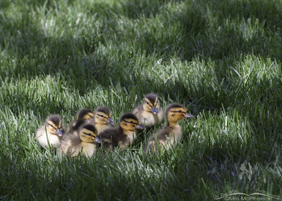 Baby Mallards in dappled light, Salt Lake County, Utah