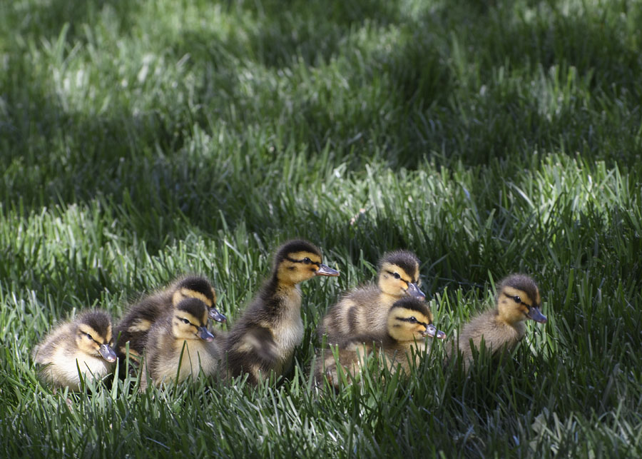 Urban Mallard ducklings in grass, Salt Lake County, Utah