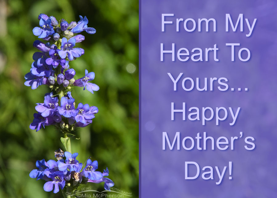 From My Heart To Yours... Happy Mother's Day!, Wasatch Mountains, Summit County, Utah